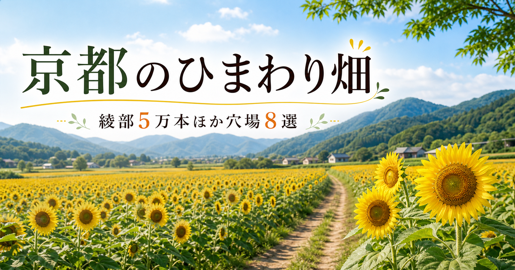 京都のひまわり畑|綾部5万本ほか穴場8選 京都ひまわり