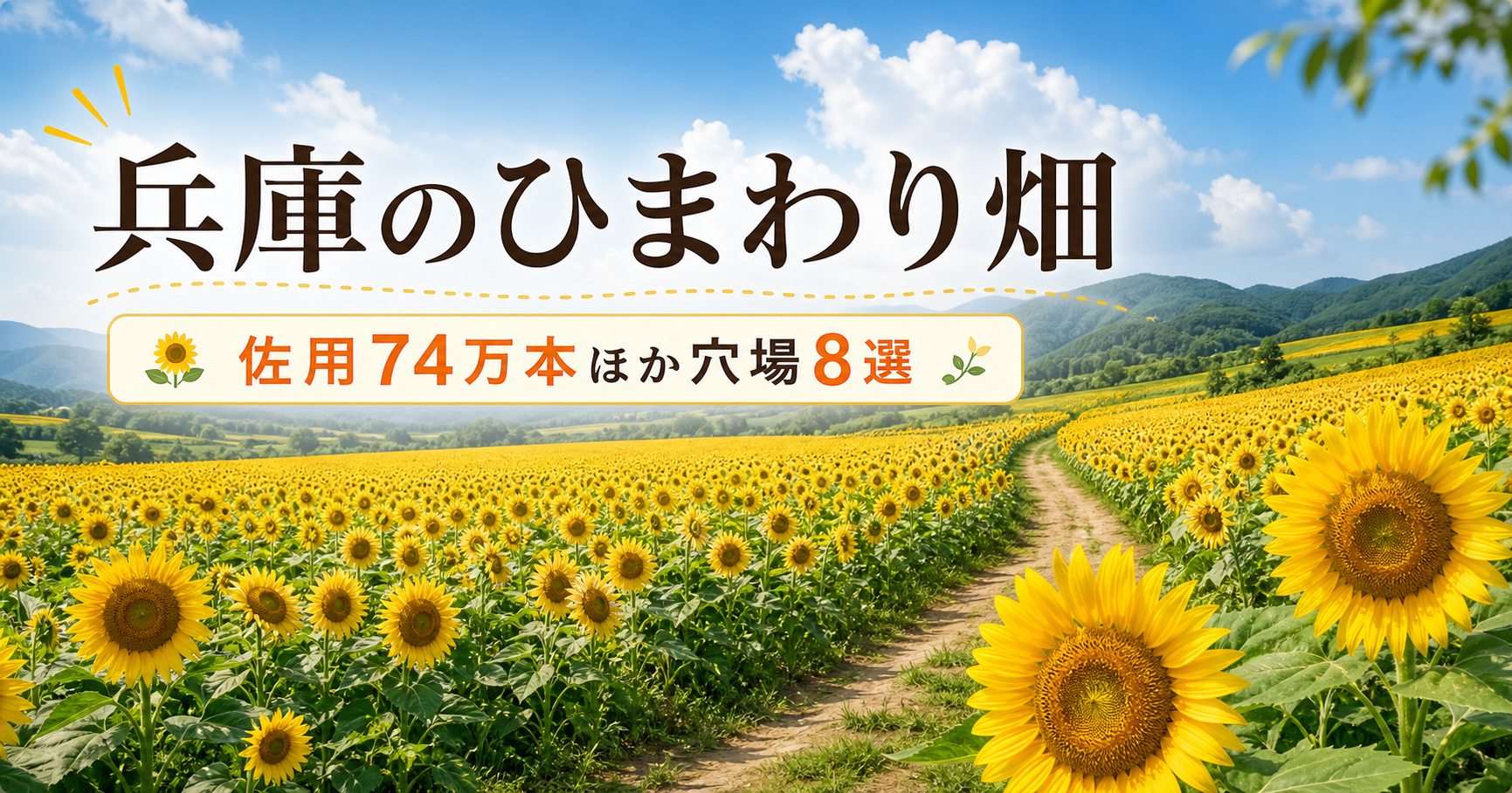 兵庫ひまわり