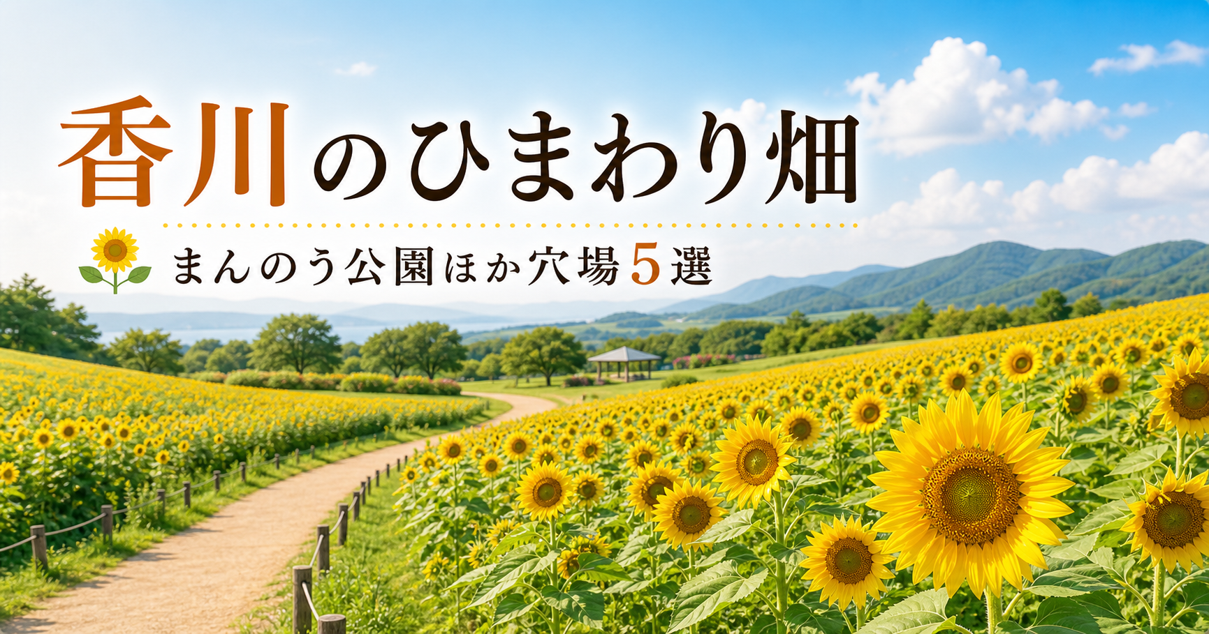 香川ひまわり