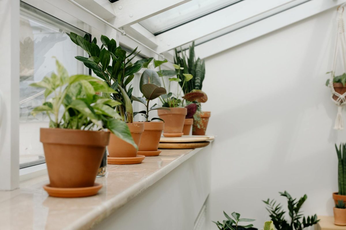 観葉植物の処分は分別が基本