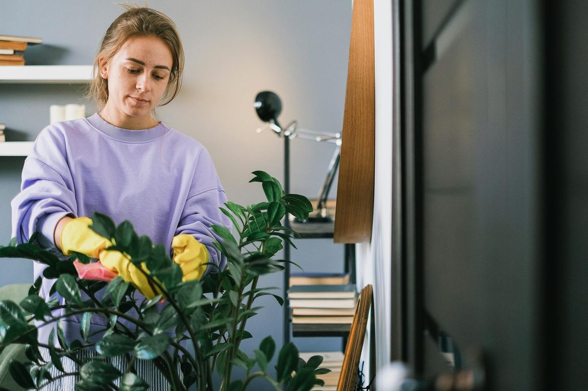 植物本体の処分