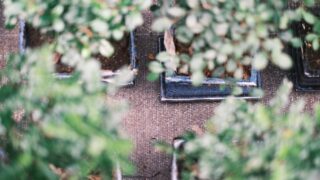 観葉植物の処分方法｜枯れた・大きすぎる鉢植えの捨て方と注意点